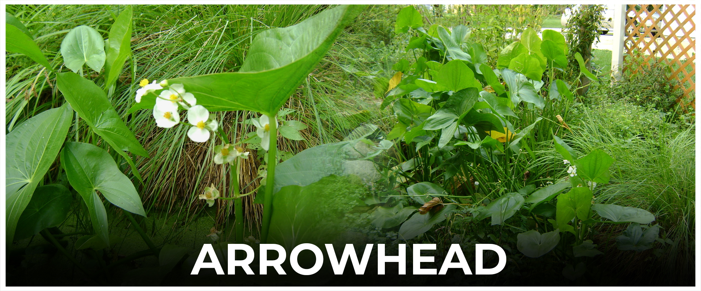 Arrowhead