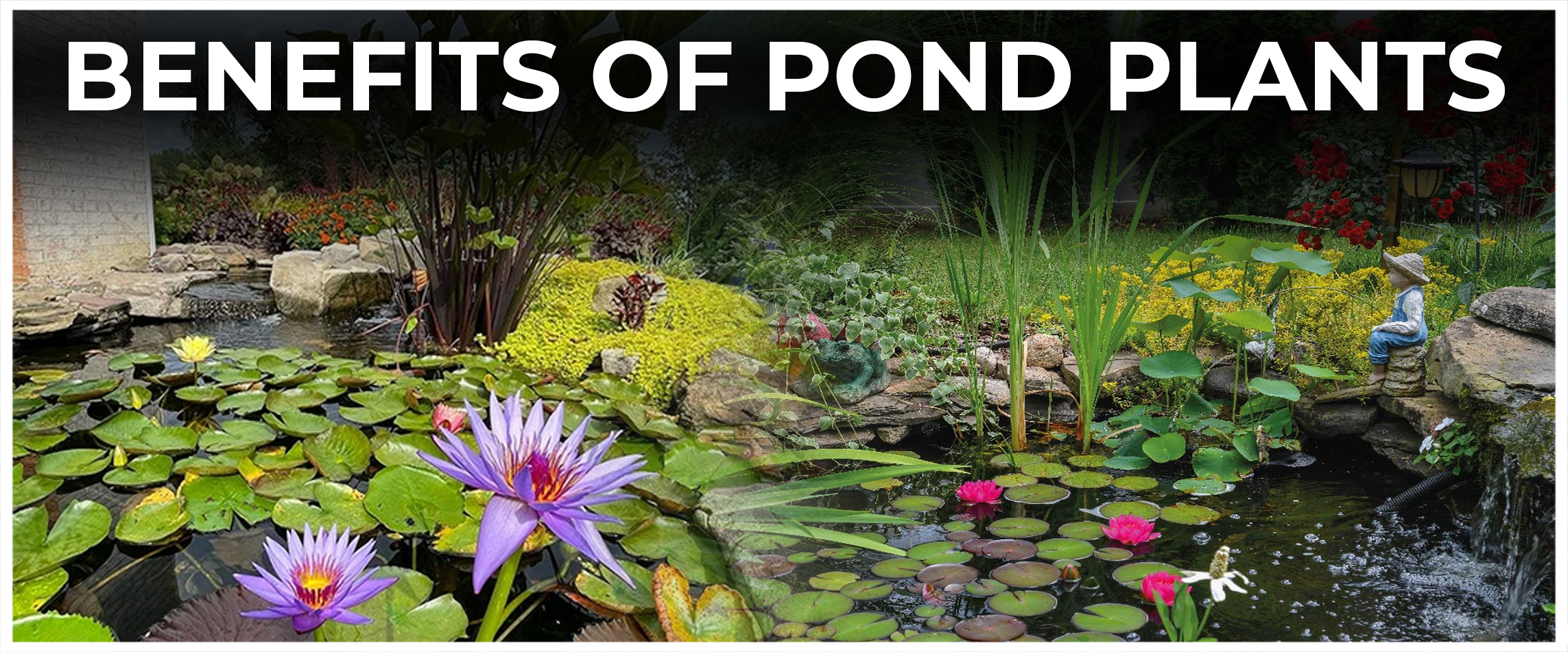  Benefits of Pond Plants