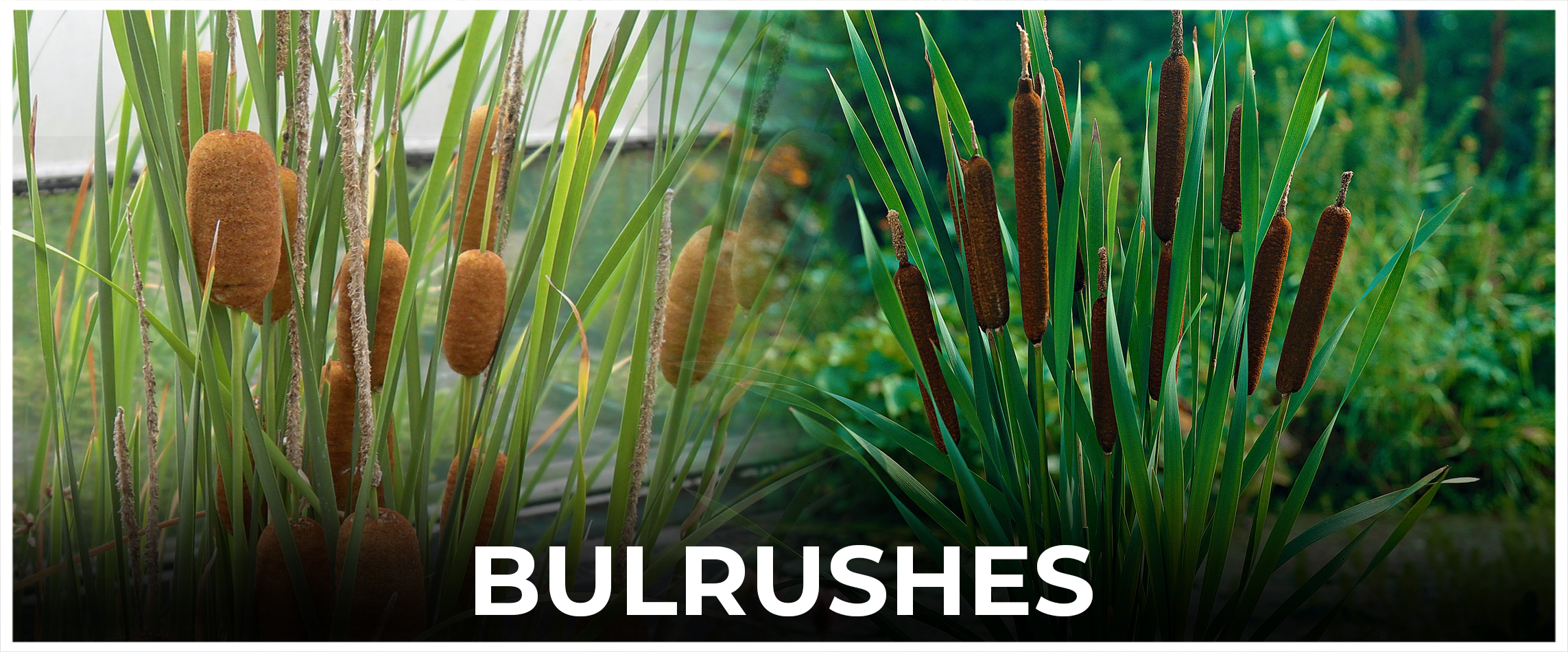  Bulrushes