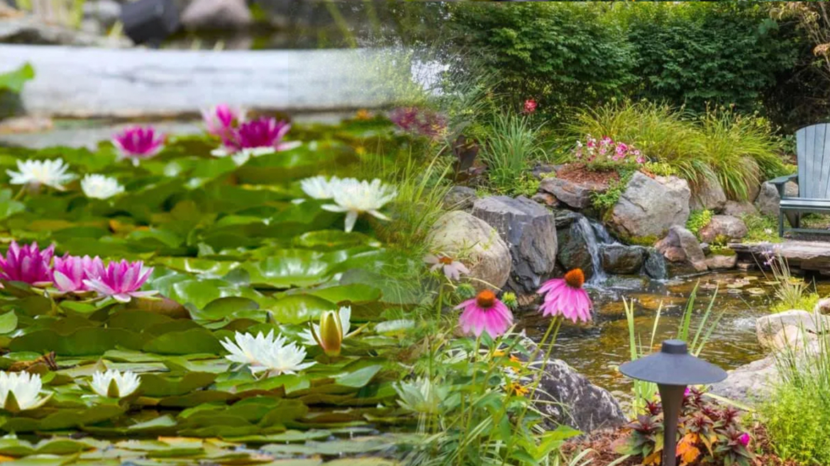 Pond Plants You Need To Have In Your Garden