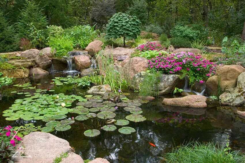 Backyard Pond design