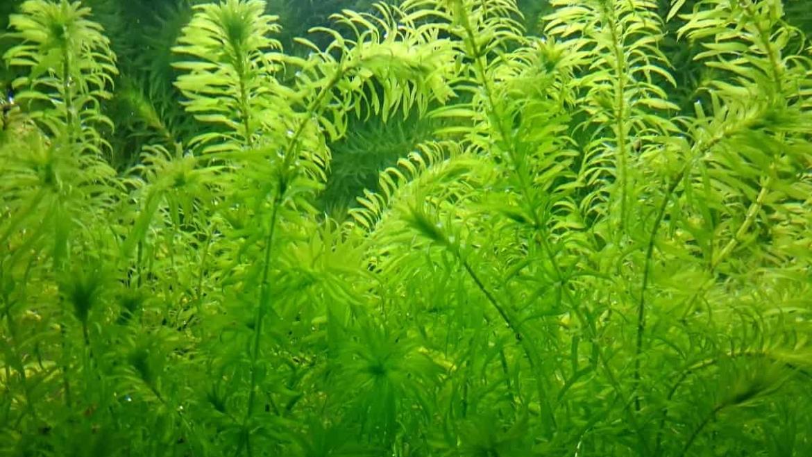 How To Plant Elodea Densa In The Pond