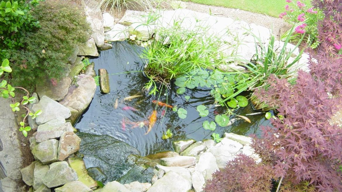 The Best Small Plants for Smaller Ponds