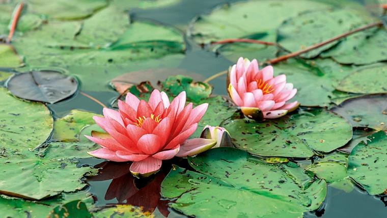 How to Plant Pond Plants Without Soil?