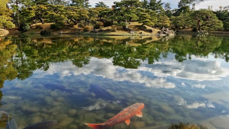 The Tranquility of Your Koi Pond