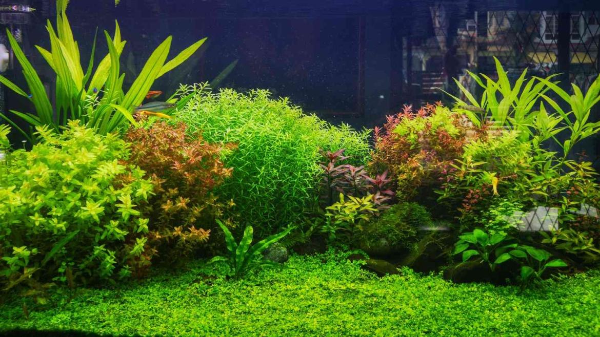 Types of Aquatic Plants for Ponds and Some of Our Favorites