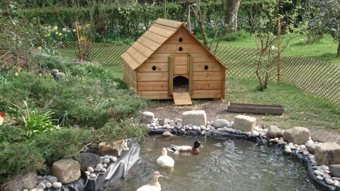 How To Build A Small Duck Pond