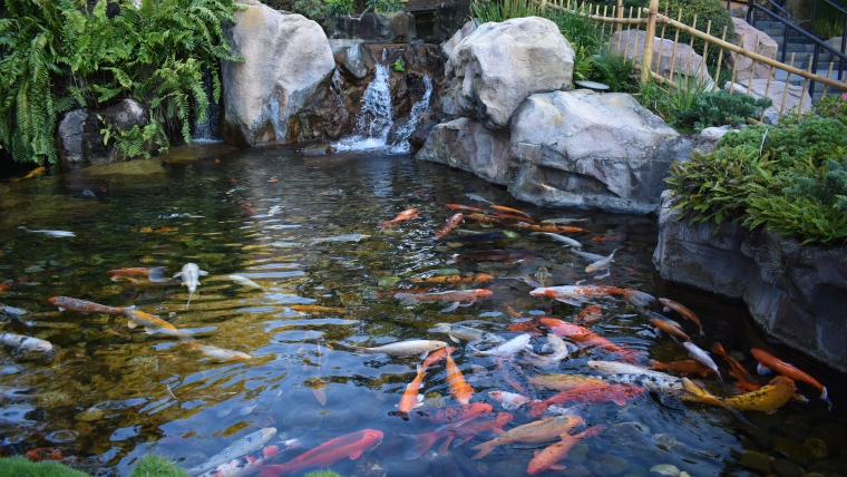 What are the Best Ways to Keep Fish Pond Clean?