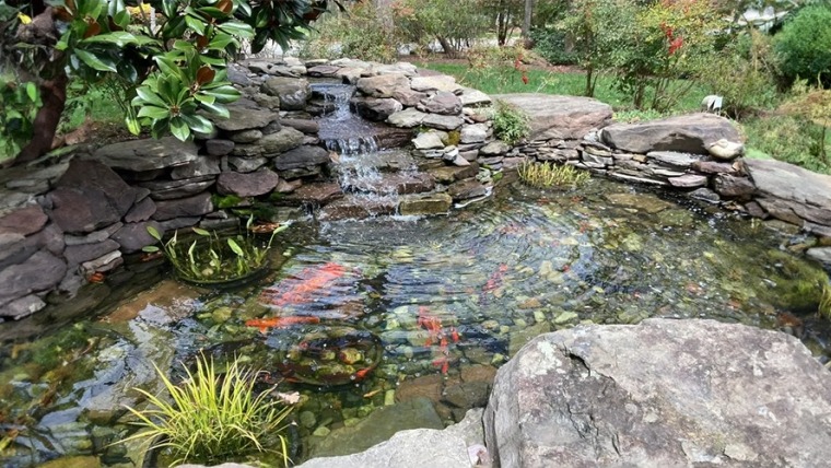Build a Water Garden in Your Yard – 9 Tips