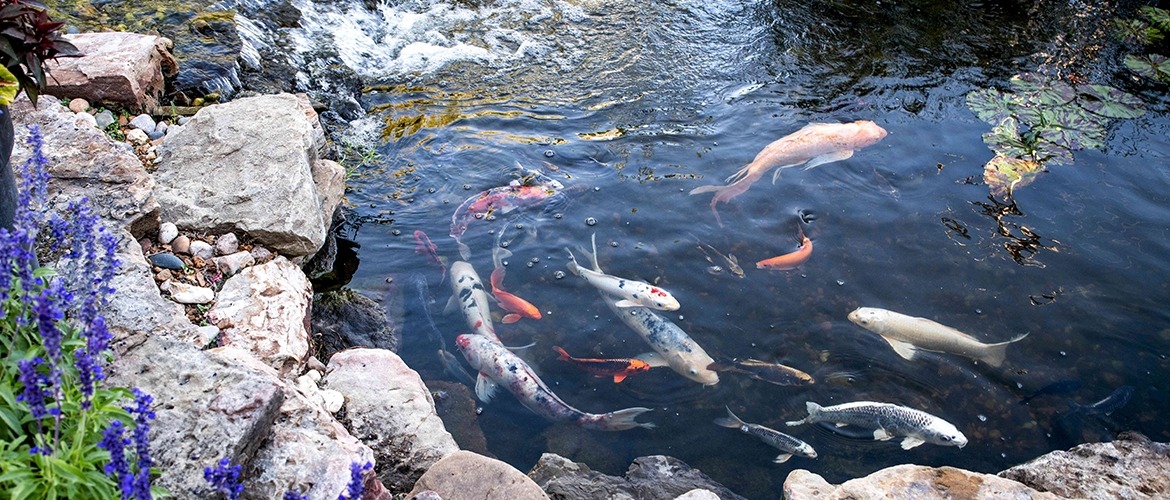 The 10 most popular types of Koi for your pond