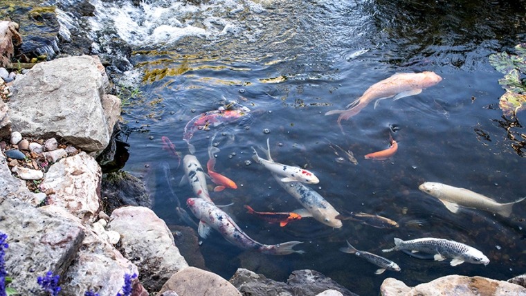 10 Most Popular Types of Koi For Your Pond