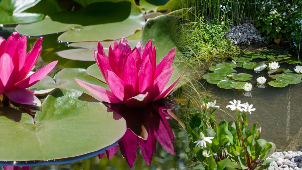 Creating a Balanced Ecosystem: How to Choose the Right Mix of Pond Plants
