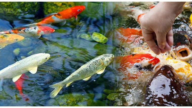 18 Tips for Creating a Nurturing Feeding Environment for Koi
