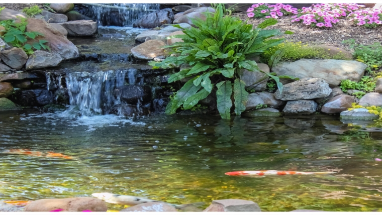 Getting Your Koi Pond Ready For Spring