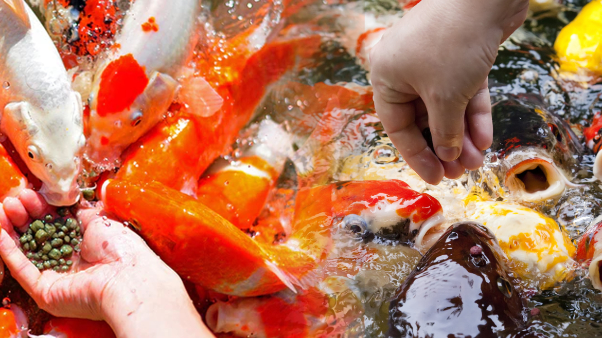 How to Properly Feed Your Pond Fish for Vibrant Health