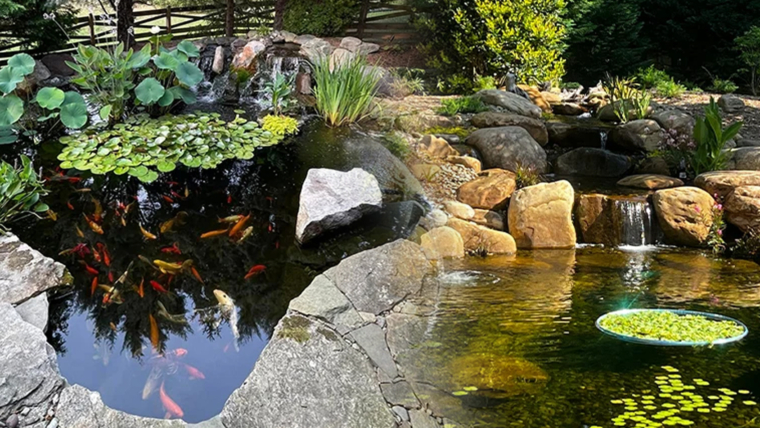 The Science Behind Koi Pond Water Quality Management