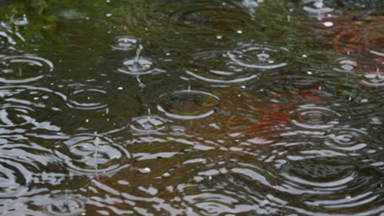 Water Garden Ponds And Rainy Days