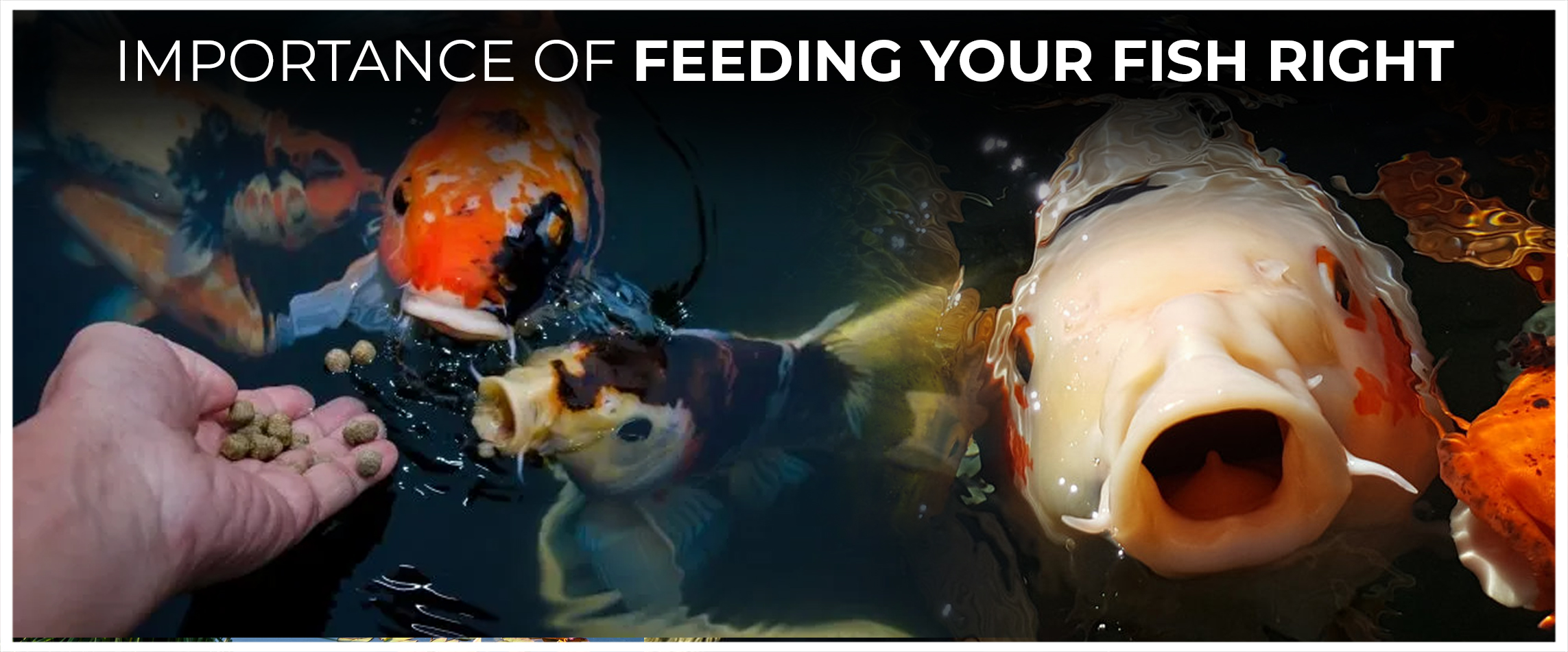 Importance Of Feeding Your Fish Right
