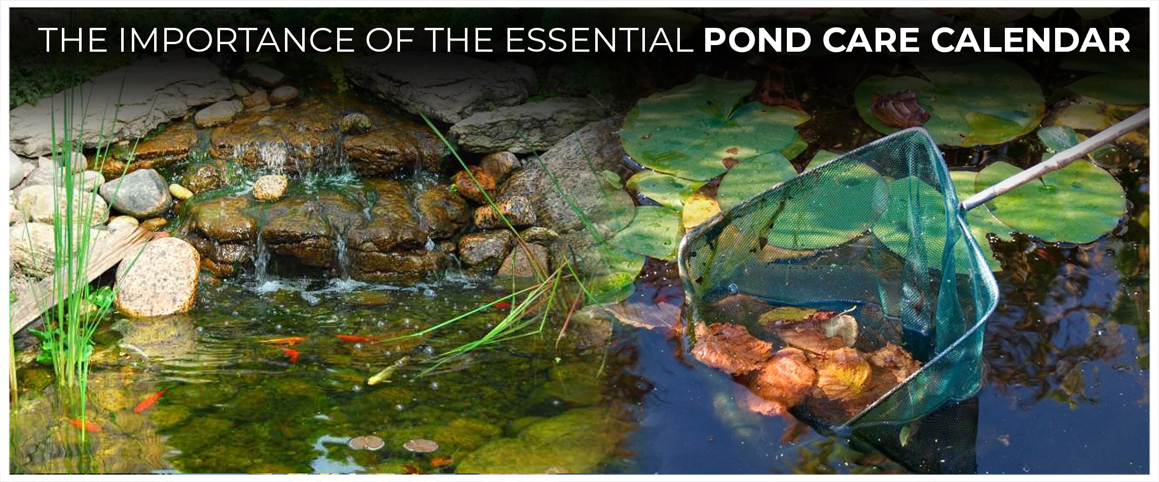 The Importance of The Essential Pond Care Calendar