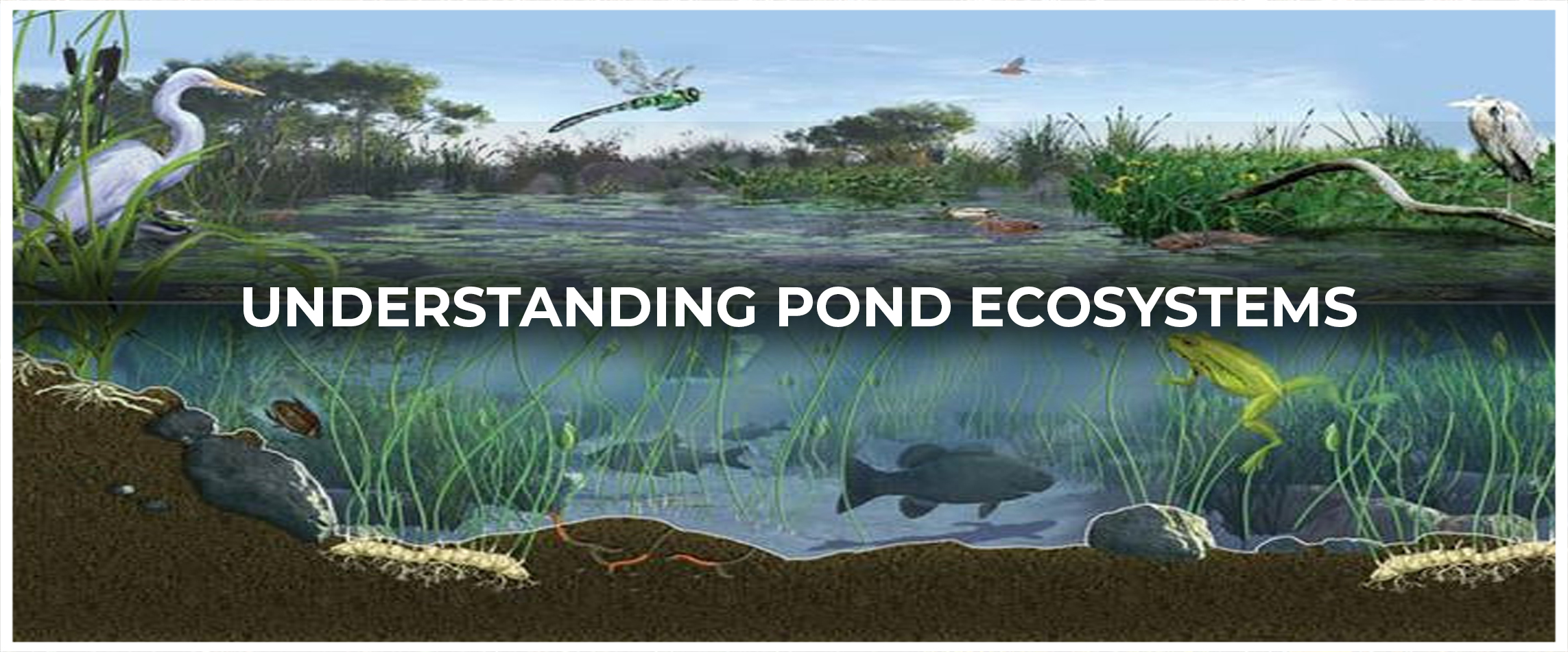 Understanding Pond Ecosystems