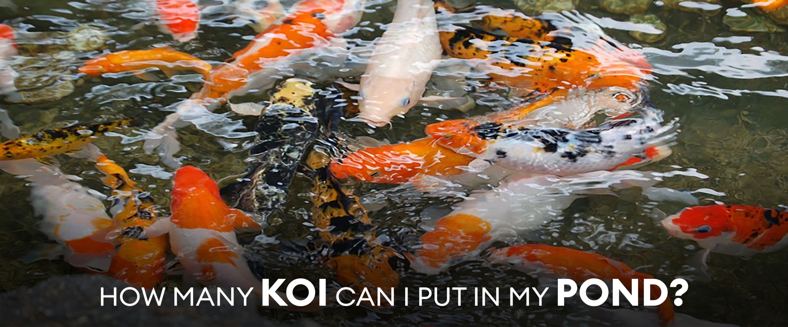 How many koi can I put in my pond-min