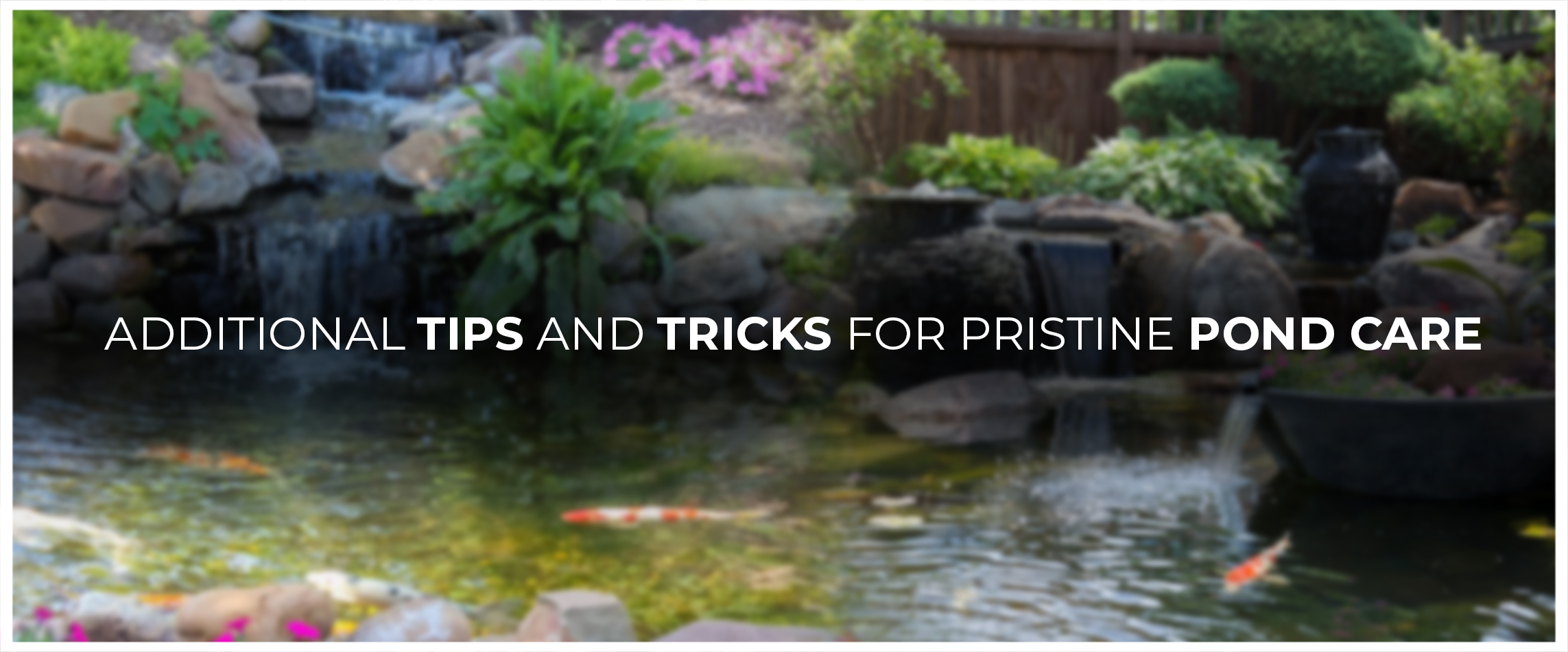 Additional Tips and Tricks for Pristine Pond Care