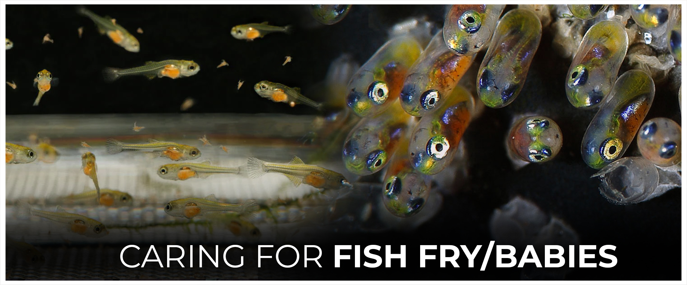 Caring for Fish FryBabies
