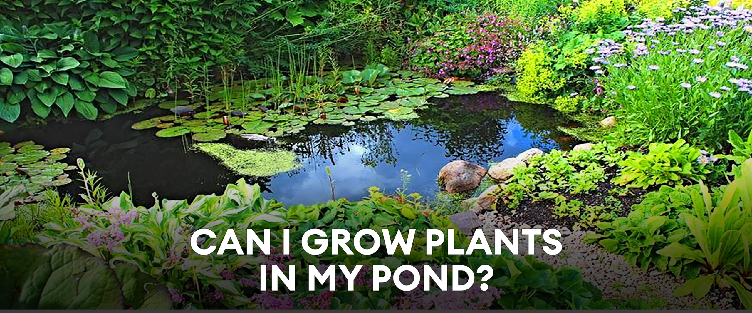 Can I grow plants in my pond-min
