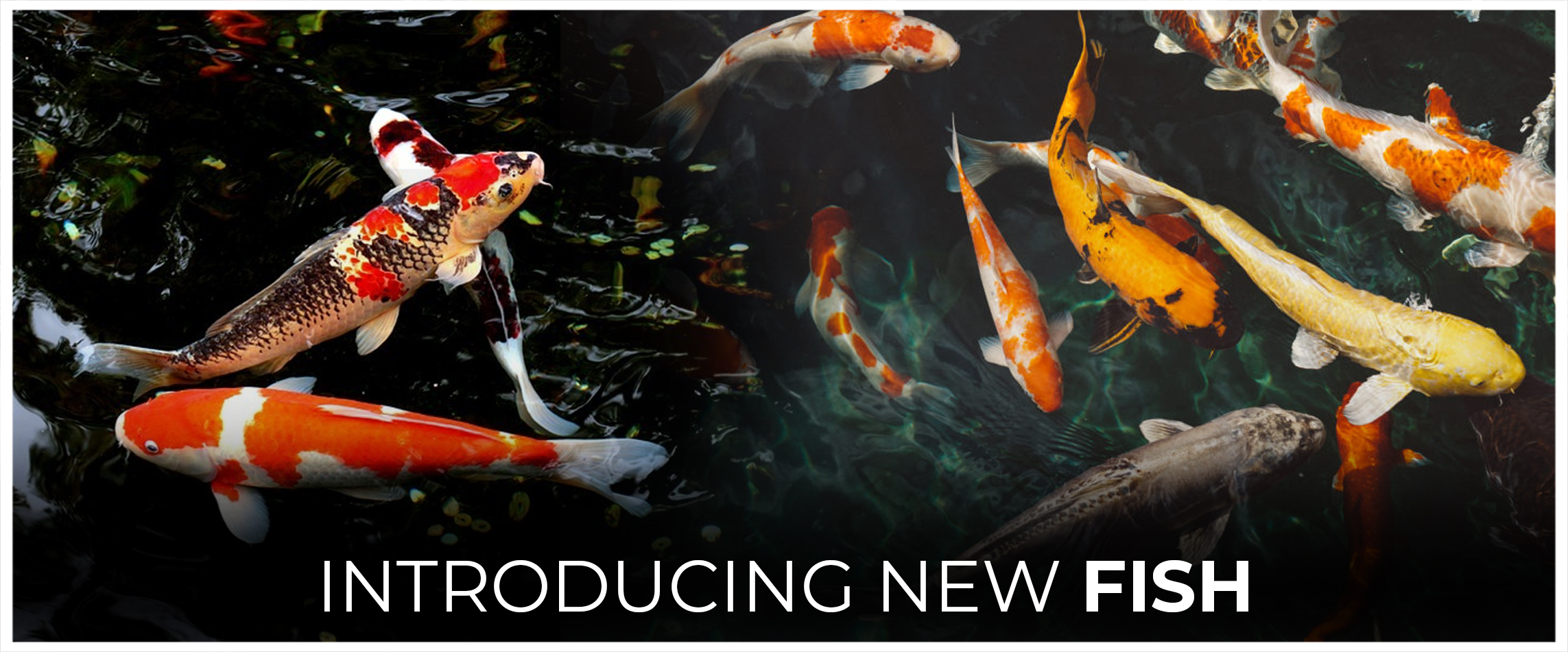 Introducing New Fish
