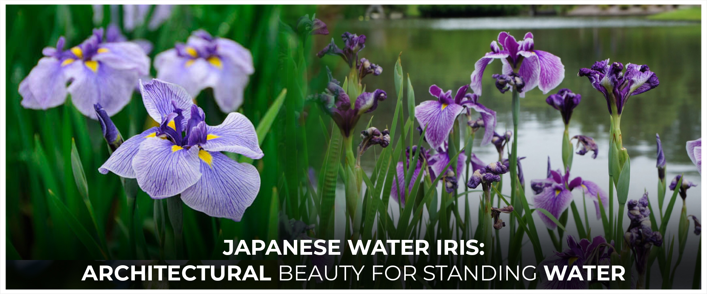 Japanese Water Iris