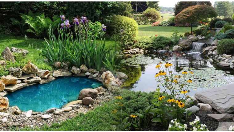 Backyard Pond Designing with Pond Plants Color, Texture, and Form