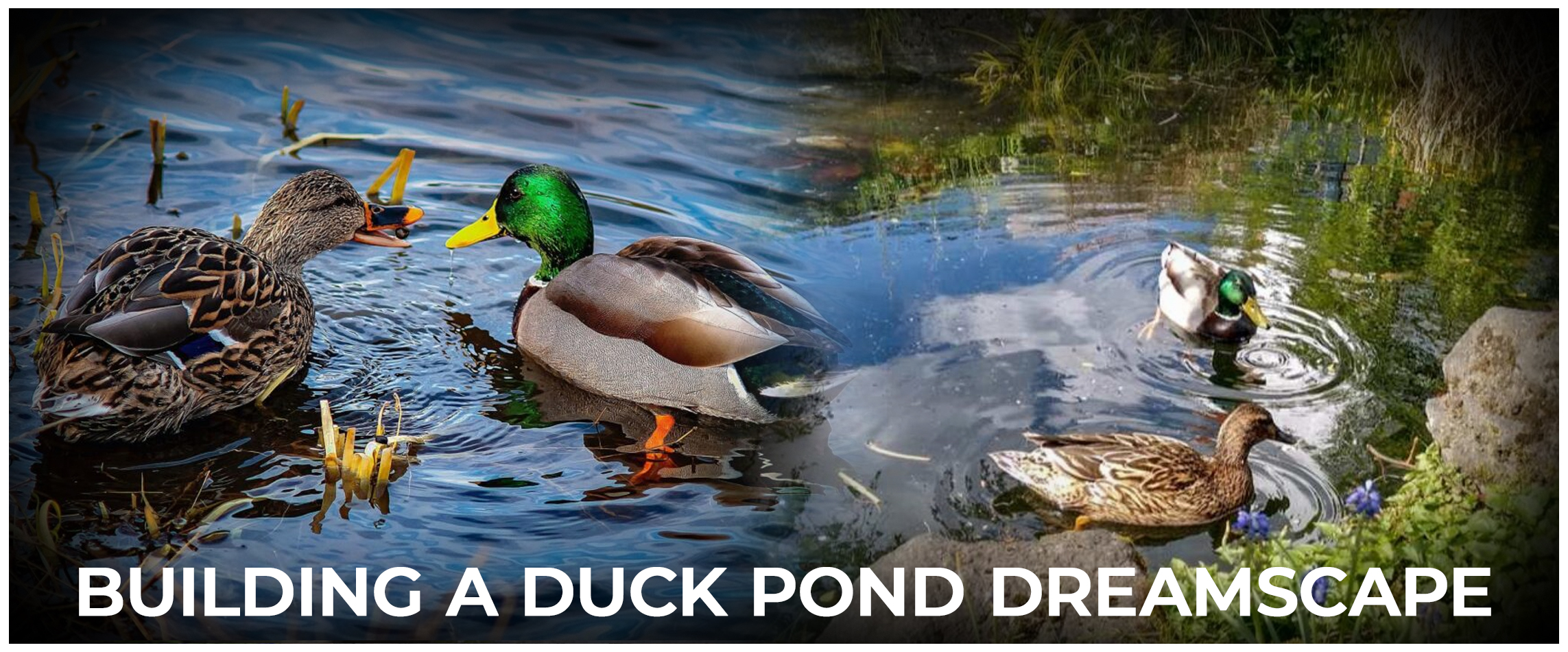 Building a Duck Pond Dreamscape