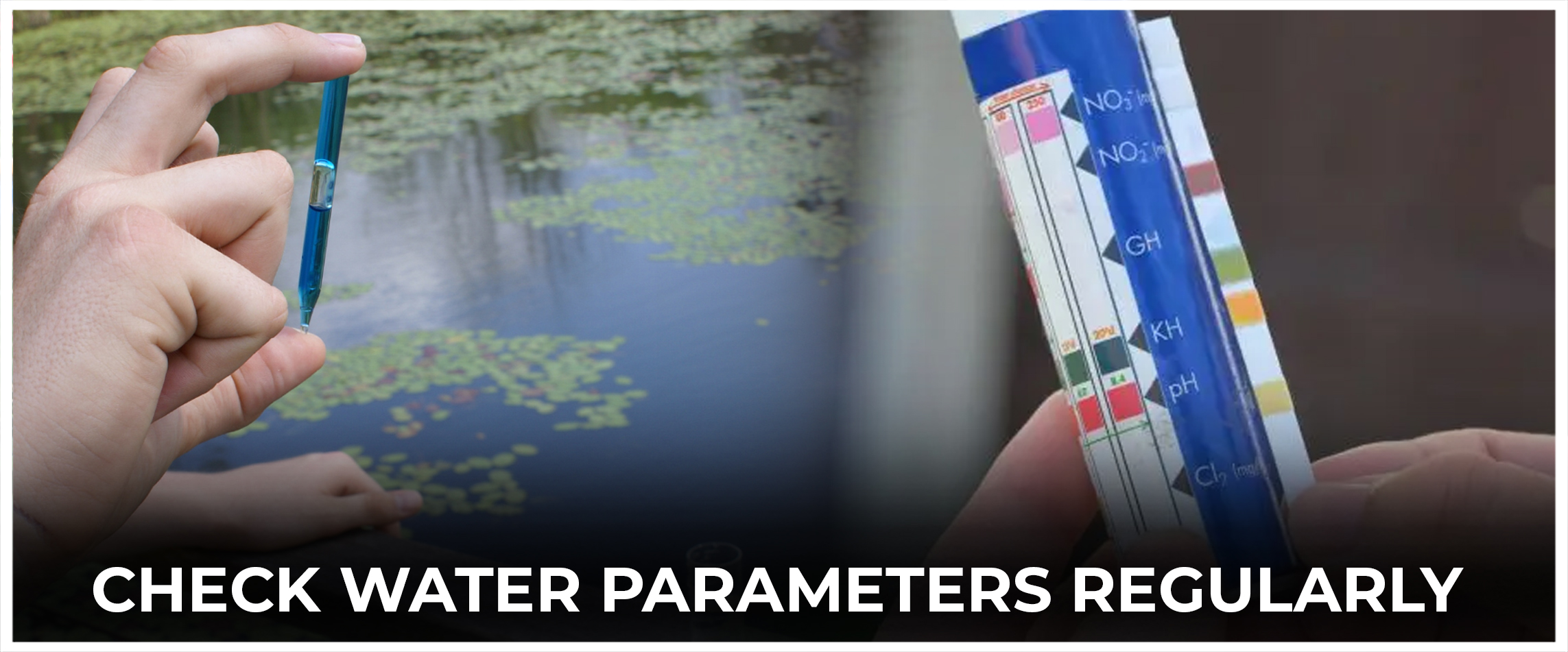 Check Water Parameters Regularly