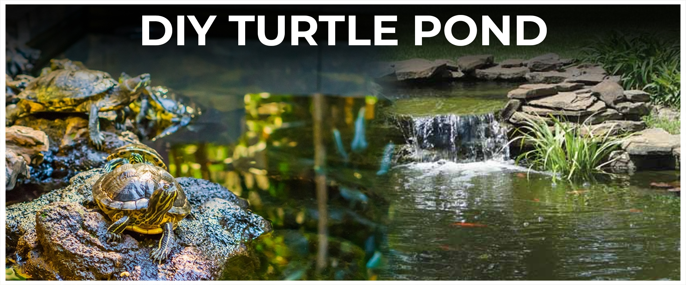  DIY Turtle Pond