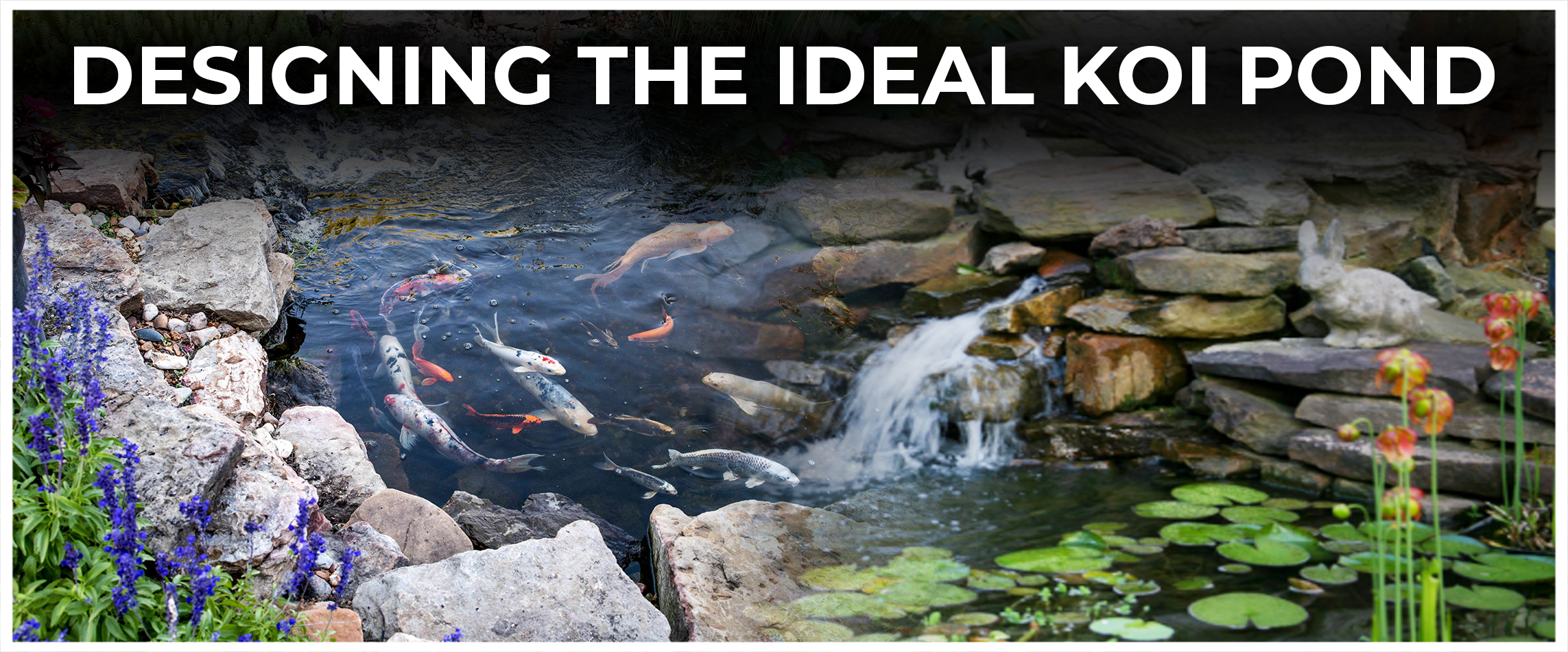 Designing the Ideal Koi Pond