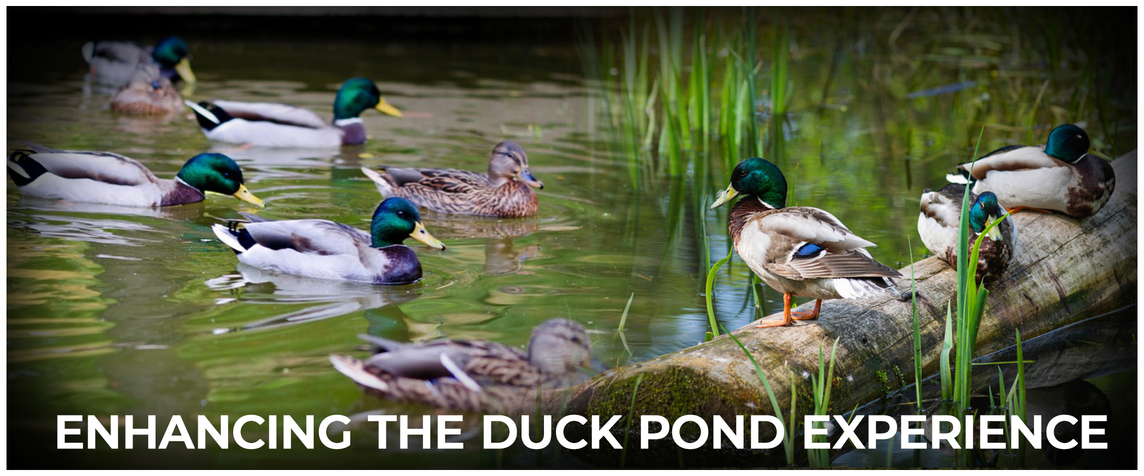  Enhancing the Duck Pond Experience