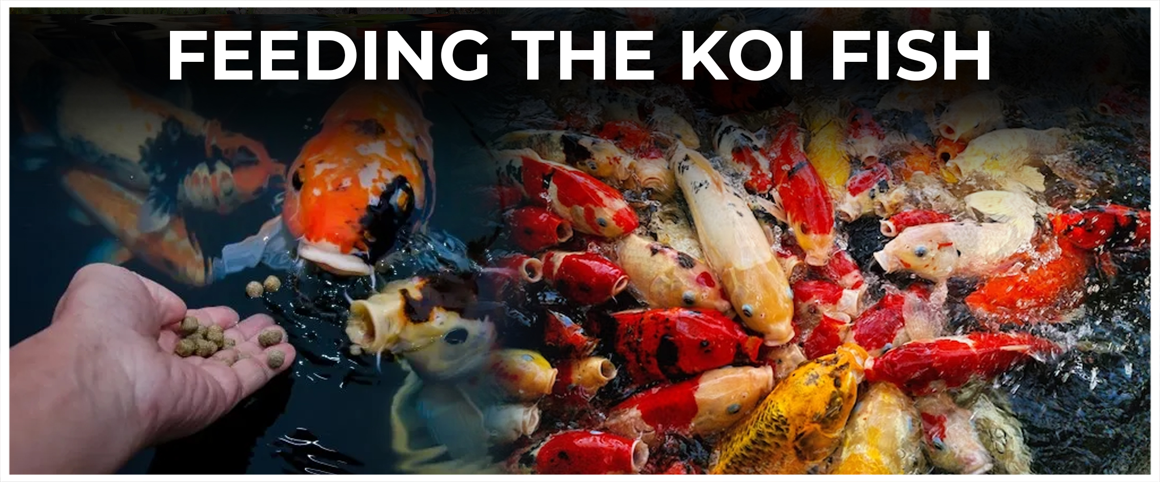 Feeding the Koi Fish