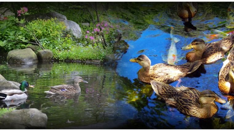 How To Build A Duck Pond And Keep It Clean