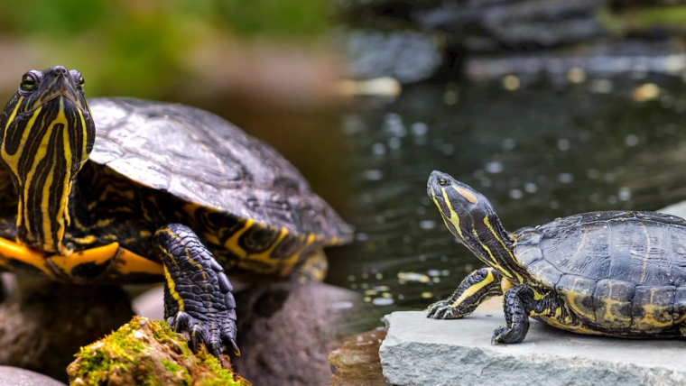 How To Make A Turtle Pond In Your Backyard