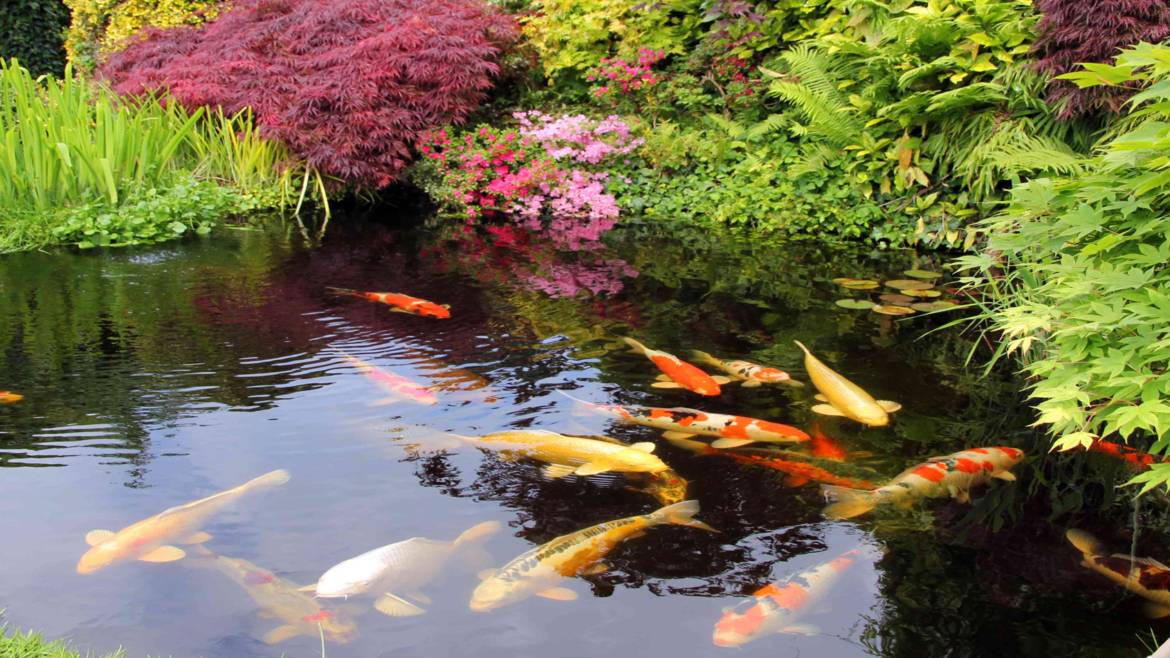 How To Properly Care For Your Koi In Your Koi Pond