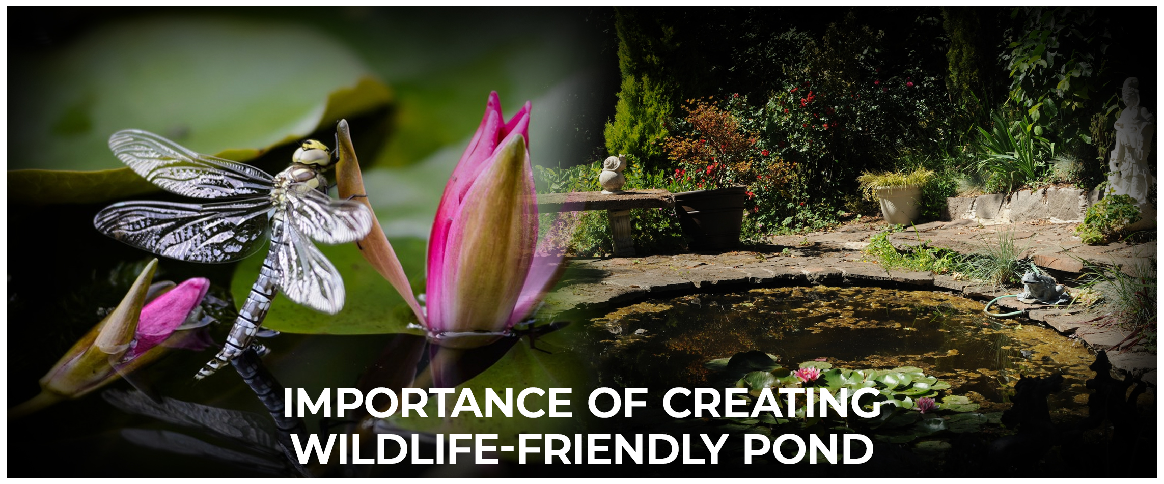 Importance of Creating wildlife pond