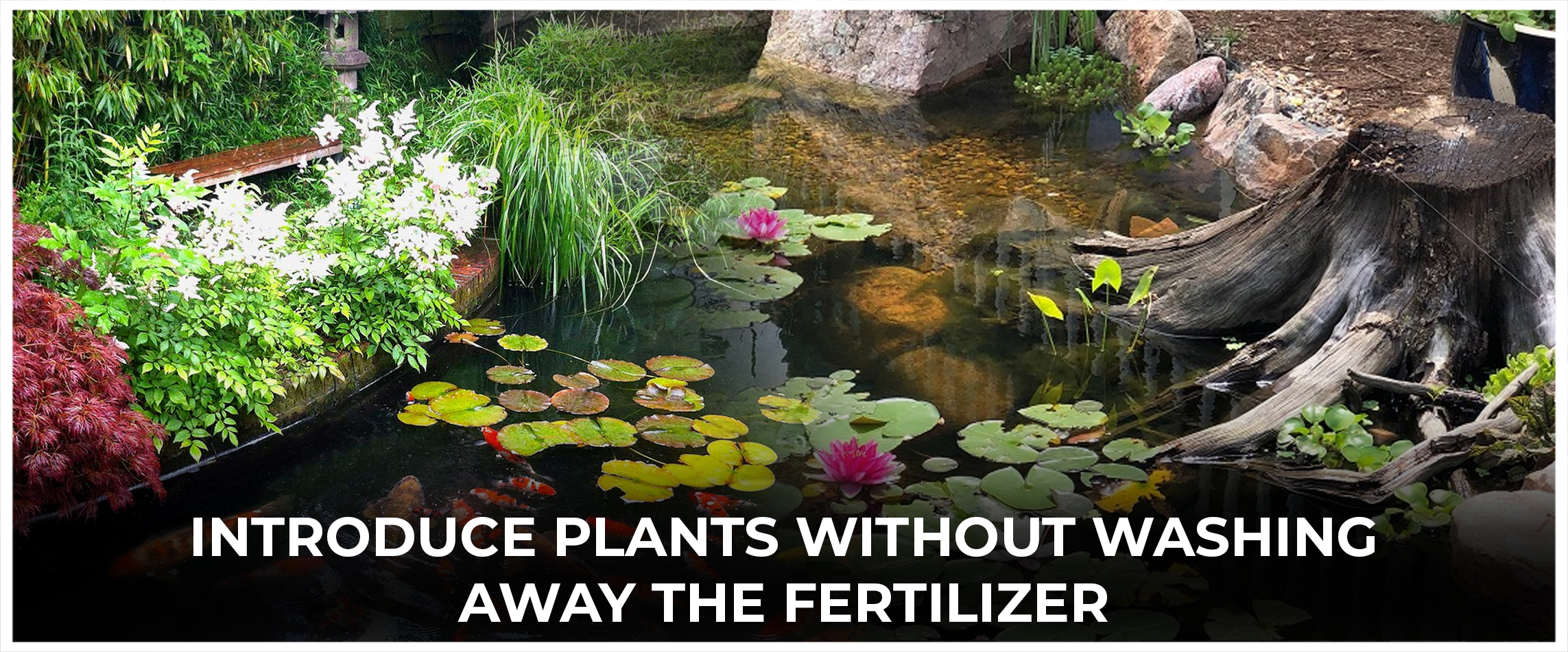  Introduce Plants Without Washing Away The Fertilizer