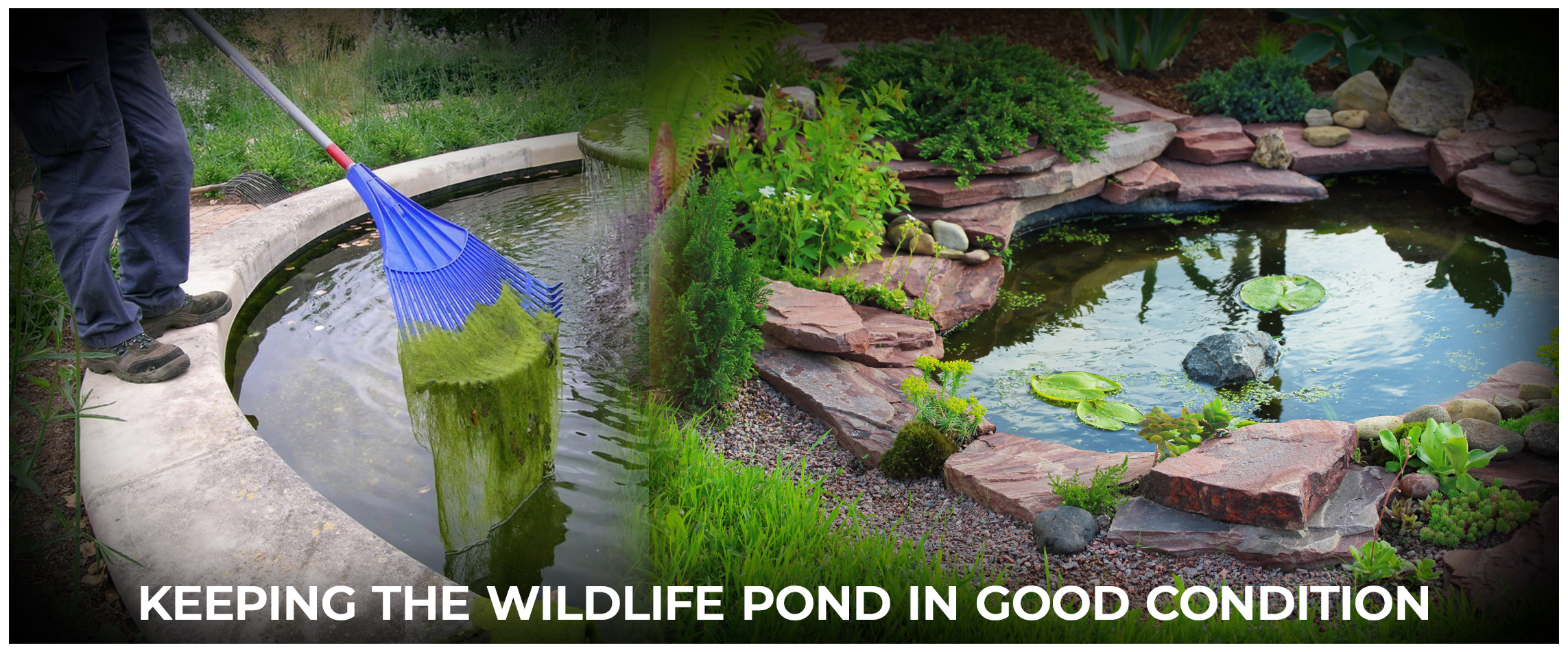 Keeping the Wildlife Pond in Good Condition
