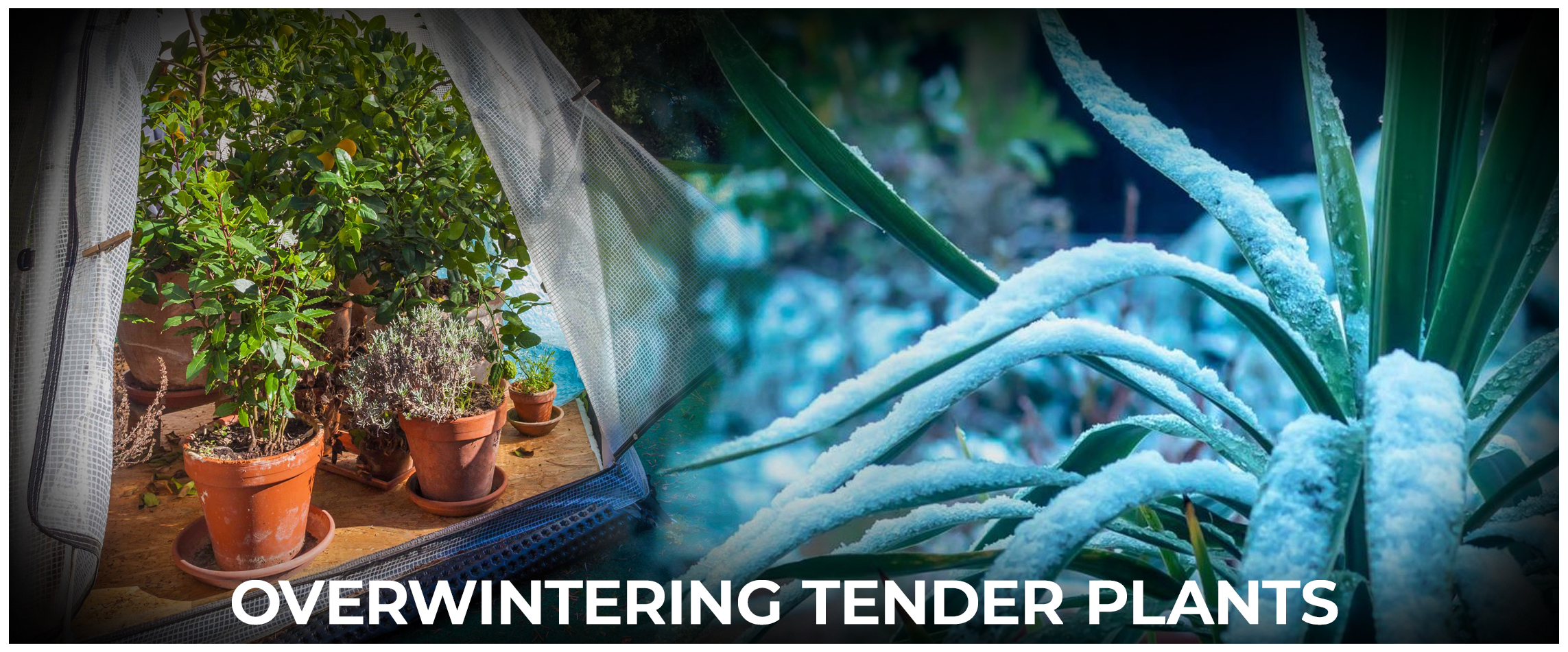Overwintering Tender Plants