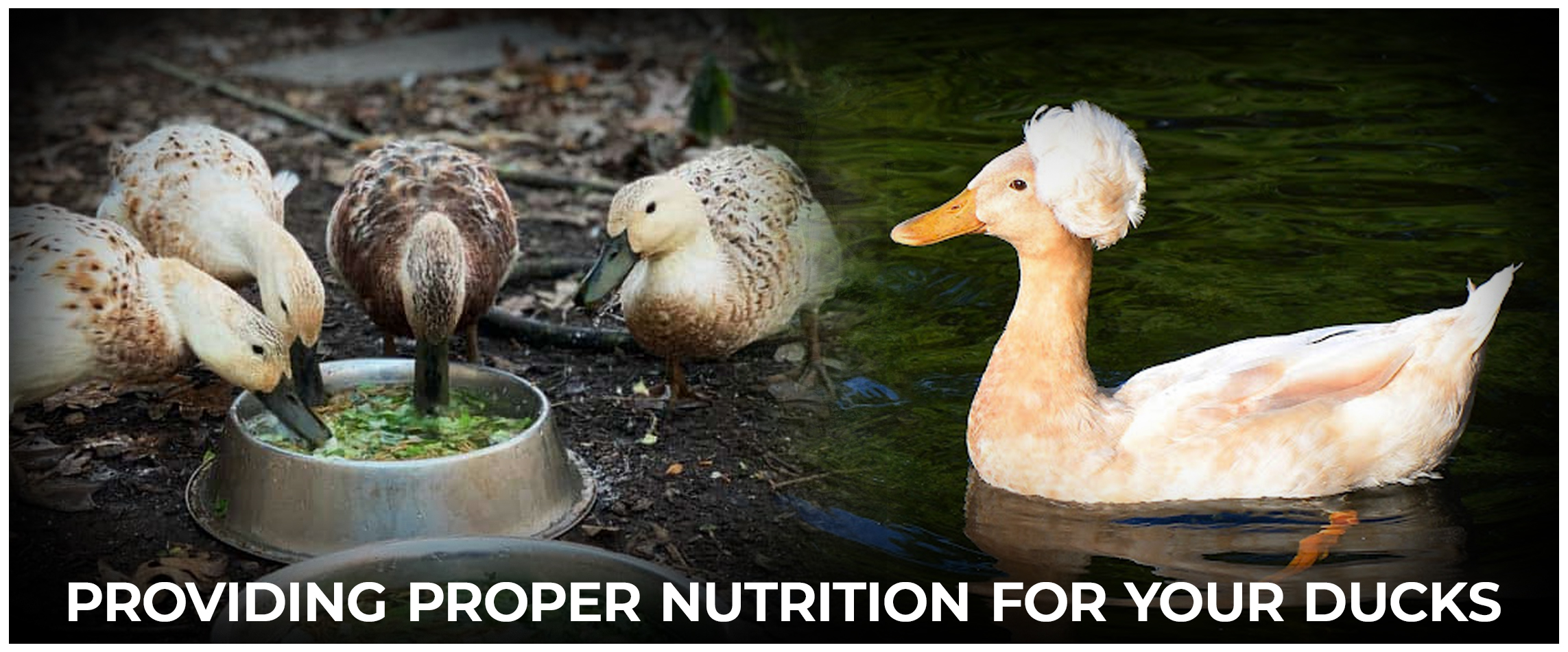  Providing Proper Nutrition for Your Ducks