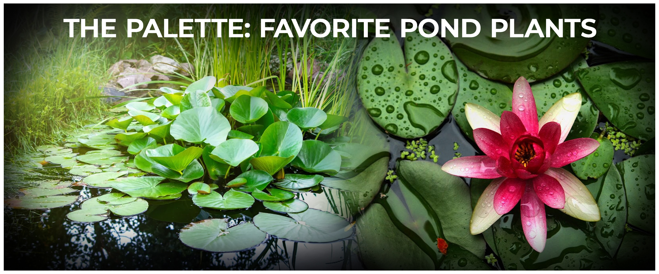 The Palette Favorite Pond Plants for Backyard Pond