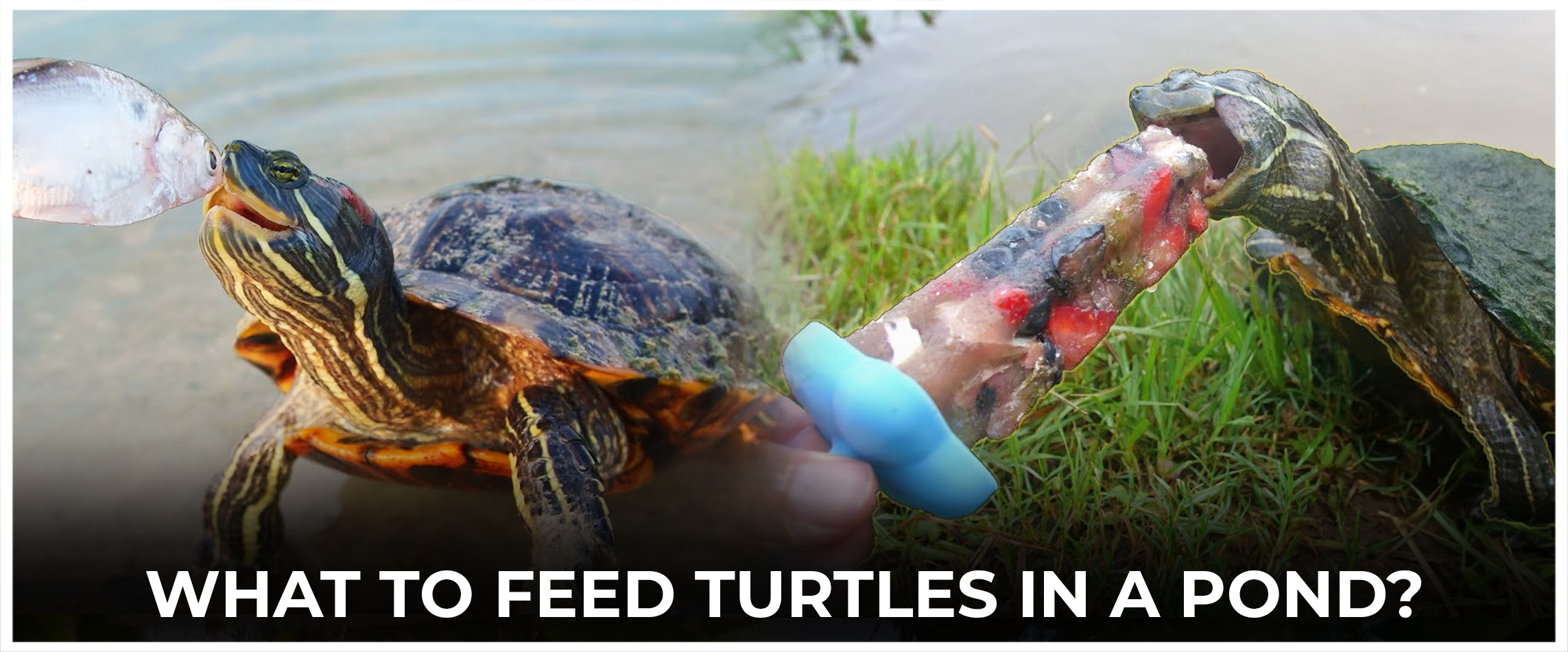  What To Feed Turtles In A Pond