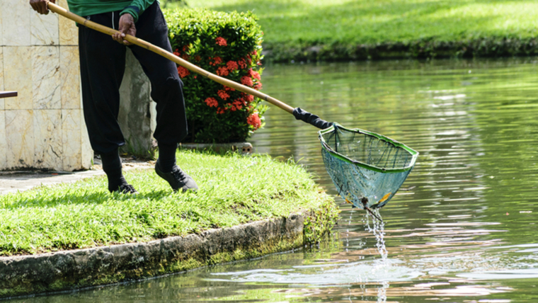Algae Control | Effective Strategies for a Clean and Healthy Pond