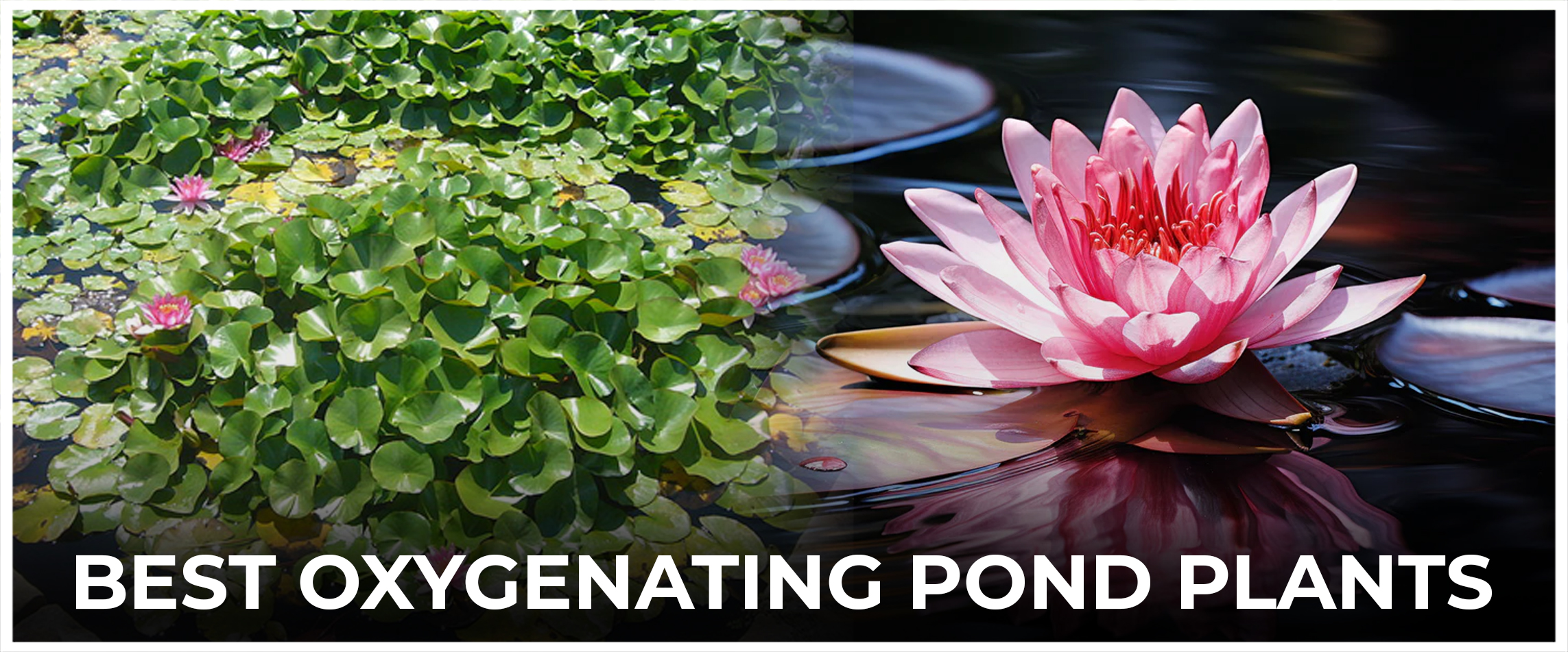  Best Oxygenating Pond Plants