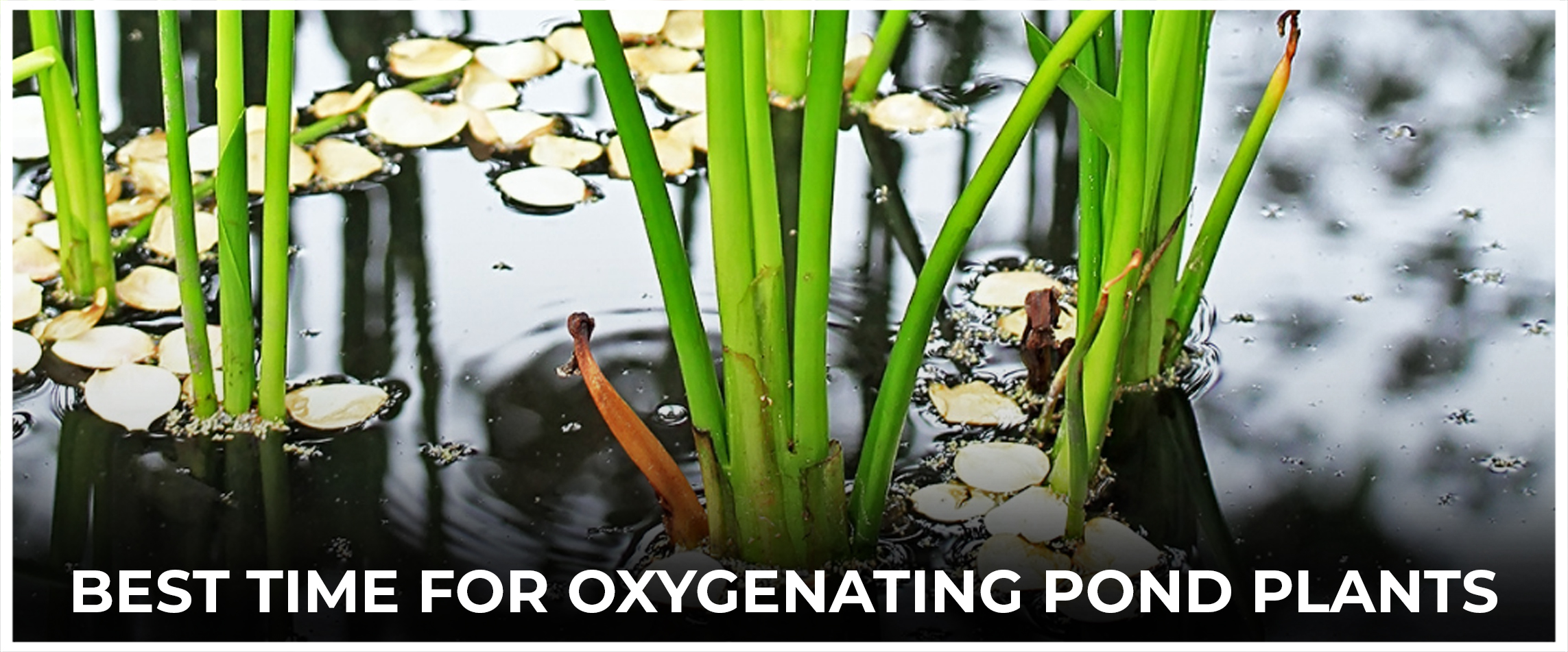 Best Time For Oxygenating Pond Plants